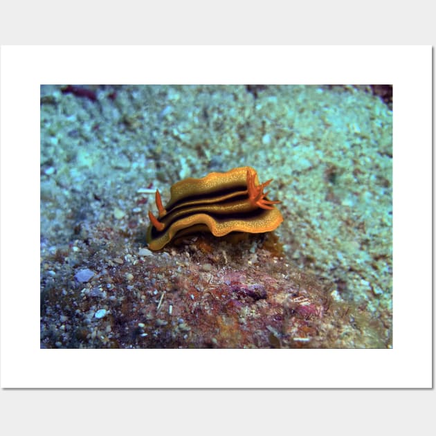 Chromodoris joshi nudibranch Wall Art by likbatonboot